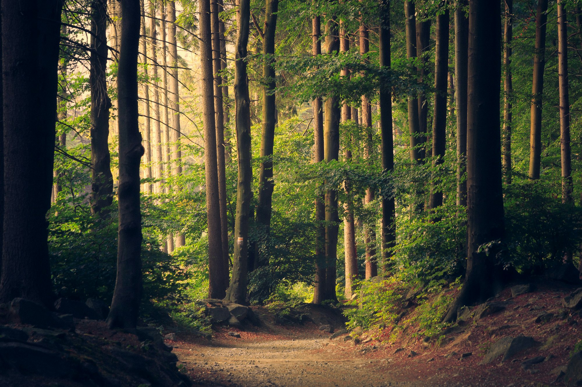 A quiet path running through a sunlit forest.